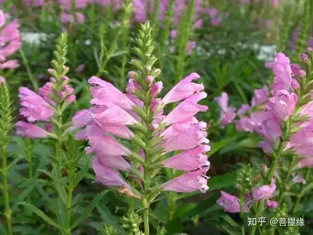 60种 花境植物 知乎