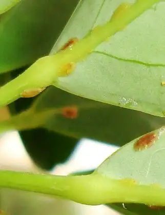 因為其成蟲會分泌一種物質,包裹在體外形成一層厚厚的蠟質介殼保護周