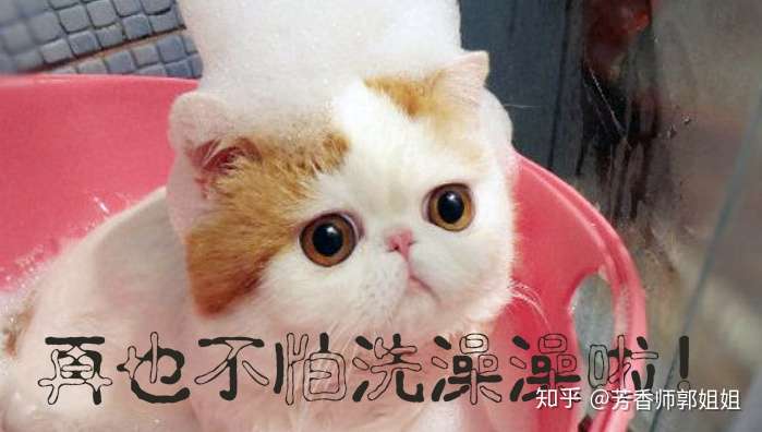 猫星人与薰衣草精油是好盆友 知乎