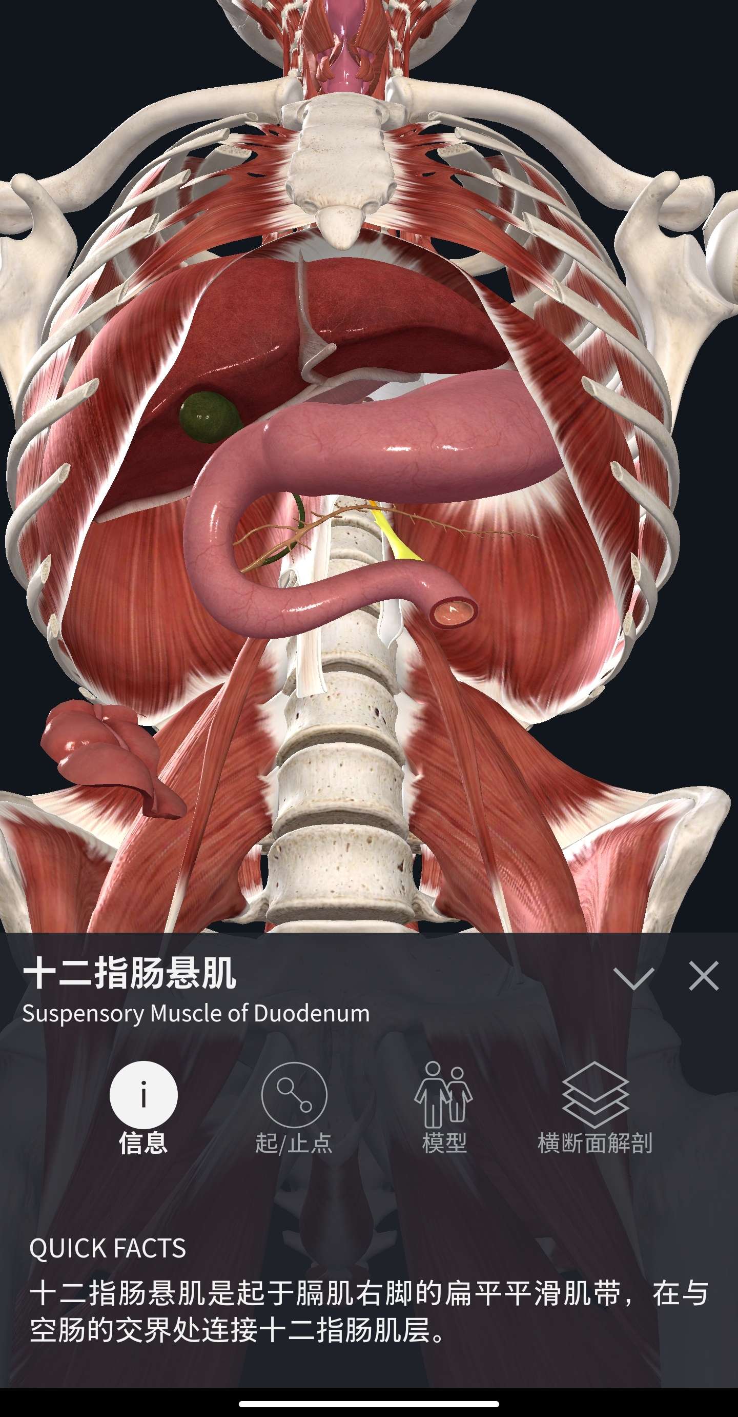 十二指肠悬肌图片
