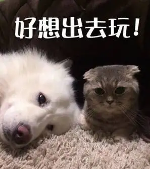 有没有关于我想出去玩的表情包?