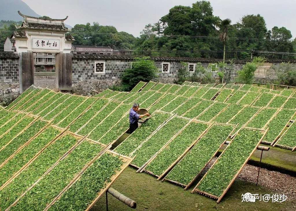 一个外行眼中的福鼎白茶 福鼎白茶背后的故事 知乎