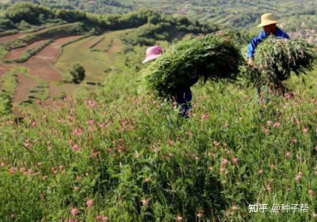 红豆草冬天会冻死吗 高产栽培管理技术 喂牛羊不胀肚 好消化 知乎