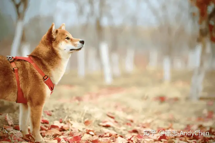 黑柴、豆柴、白柴，柴犬的颜色与品种介绍（柴犬黑色价格几钱一只）