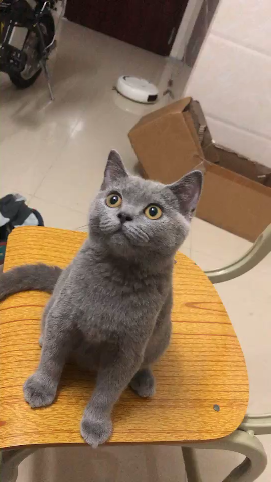 请问四个多月的英短蓝猫应该是多重才标准啊?我家这个算正常的吗?