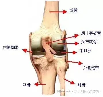 后交叉韧带的位置图片图片