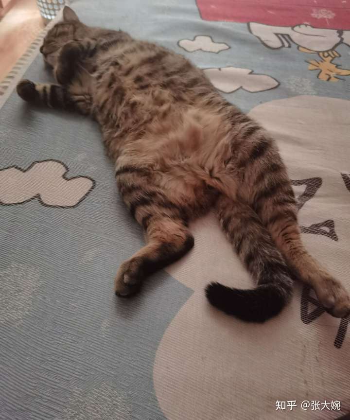 有哪些可爱的狸花猫(其他猫也可以)的睡觉照片?