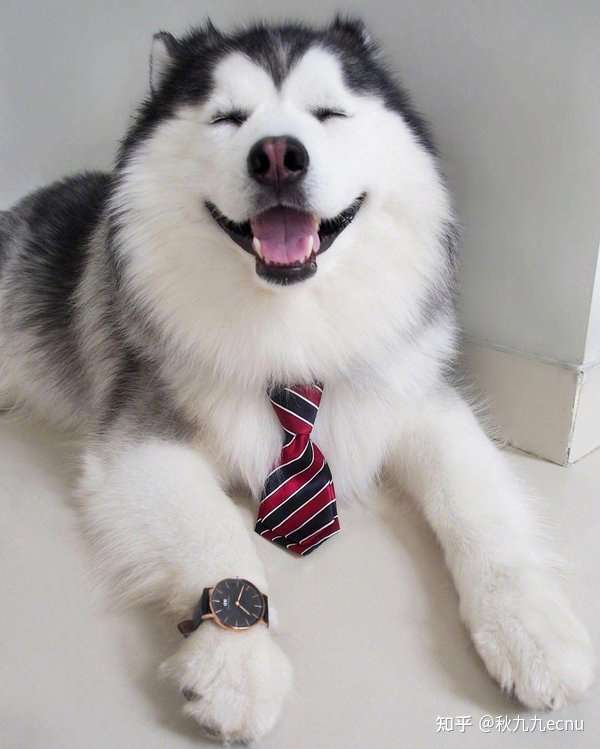 秋九九ecnu 的想法: 以前觉得二哈最阔爱,现在被阿拉斯猪深深