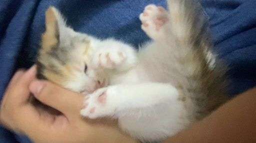 小猫视频可爱全部 v2-26c4ba1f13f8bab9c55e6972f0e65b08_bh.jpg?source=1940ef5c