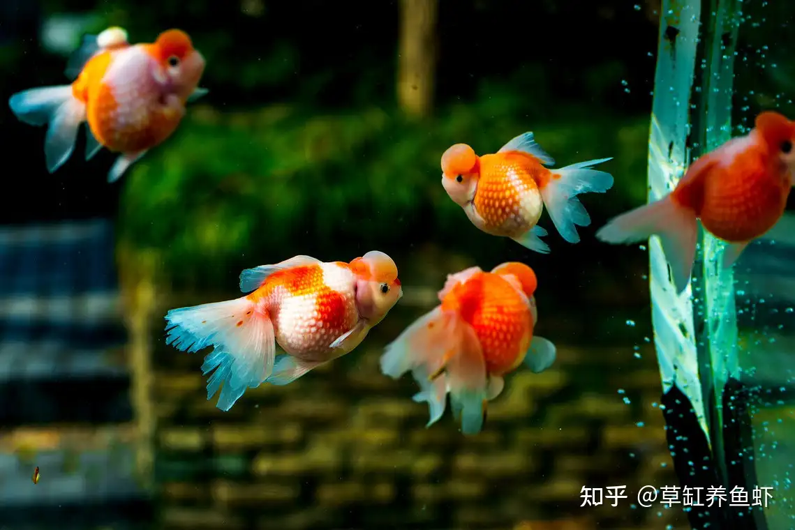金鱼怎么养 关键的这6点你知道 其实养金鱼也不简单 知乎