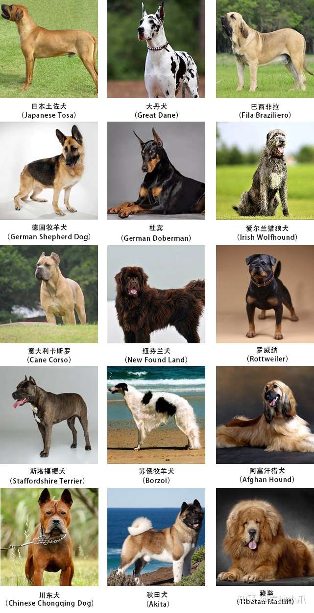 2019国内一线城市禁养犬种清单 知乎