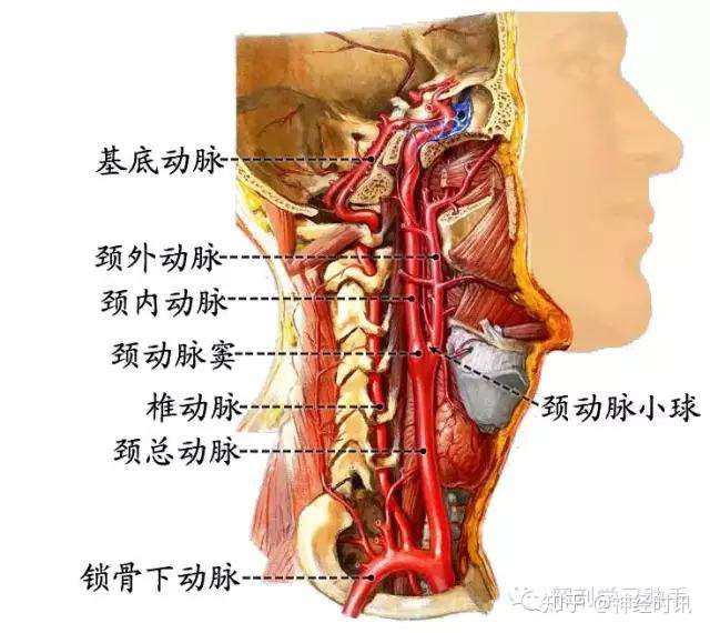 解剖 影像 颅底和脑的血管 知乎