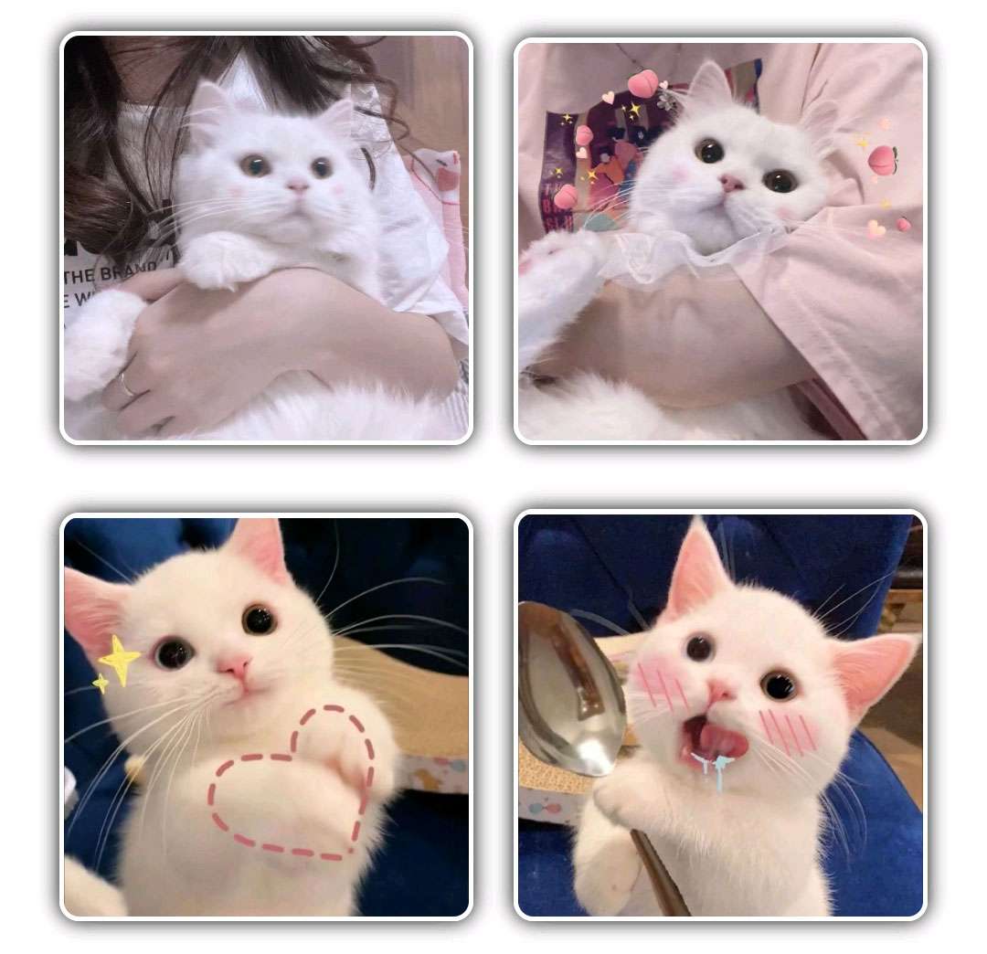猫咪情侣头像可爱 动物情侣头像 狗狗情侣头像搞怪 狗狗情头 柴犬情头 柴犬可爱头像情侣 猫咪情侣头像可爱 猫猫的情侣头像 猫猫情侣头像无水印 猫咪情侣 头像无水印 卡通猫咪情侣头像 情侣头像动物和人
