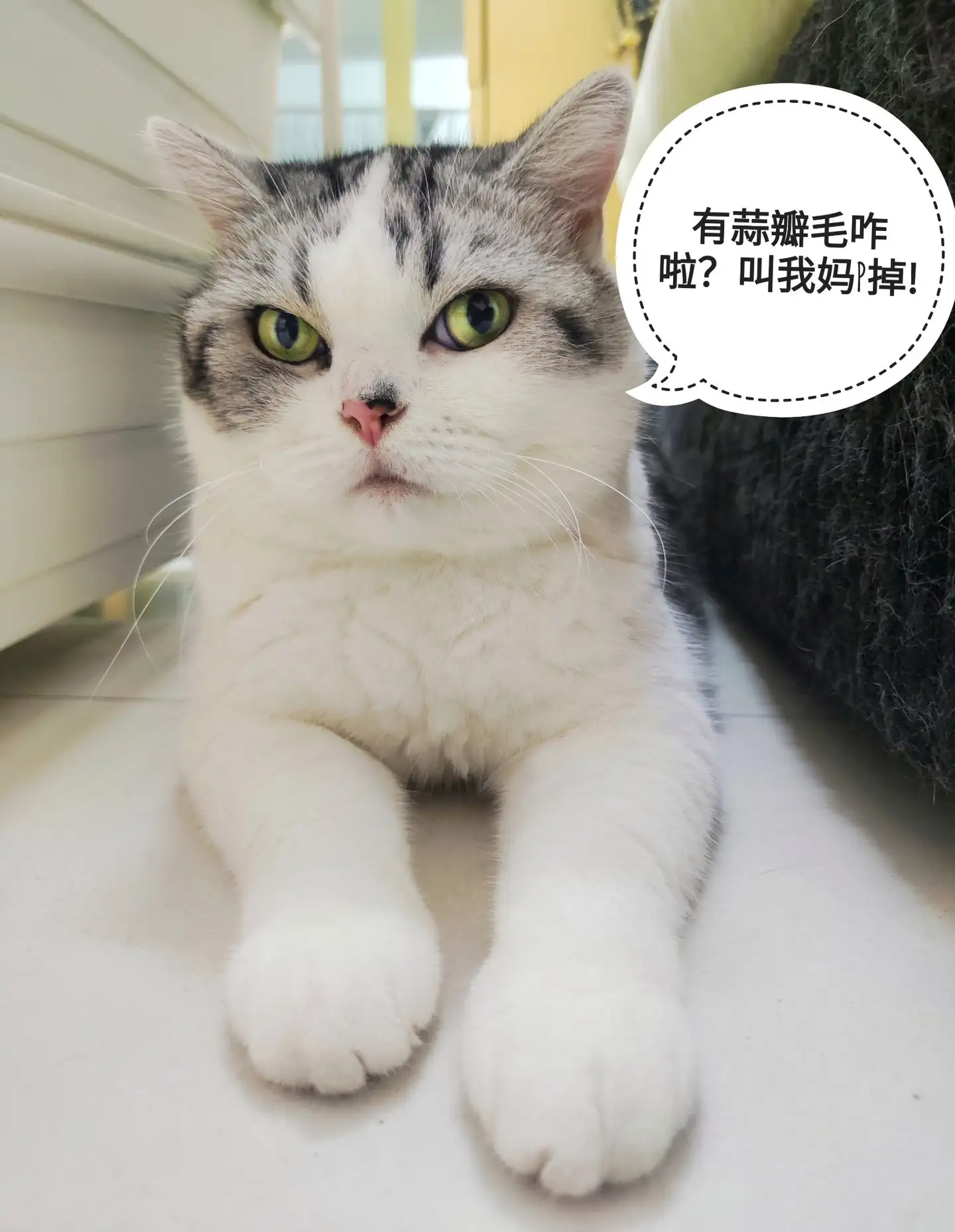 猫咪所谓的蒜瓣毛真的是养的好吗？ - 知乎