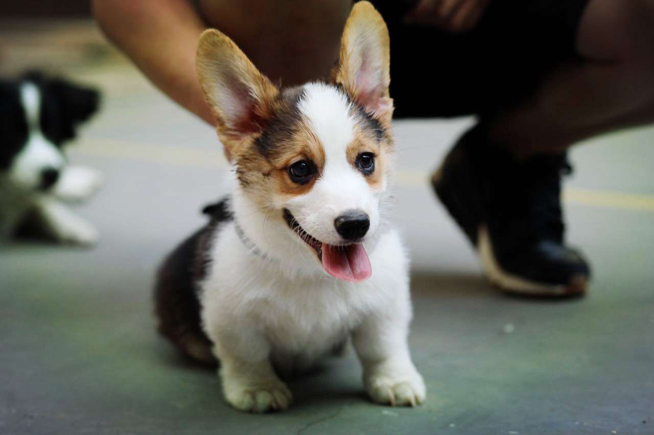 犬客 七种让小狗不再咬手的方法 知乎