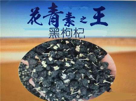 花青素之王 黑枸杞 知乎