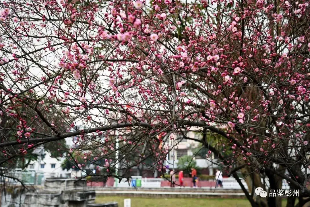 花漾初春 知乎