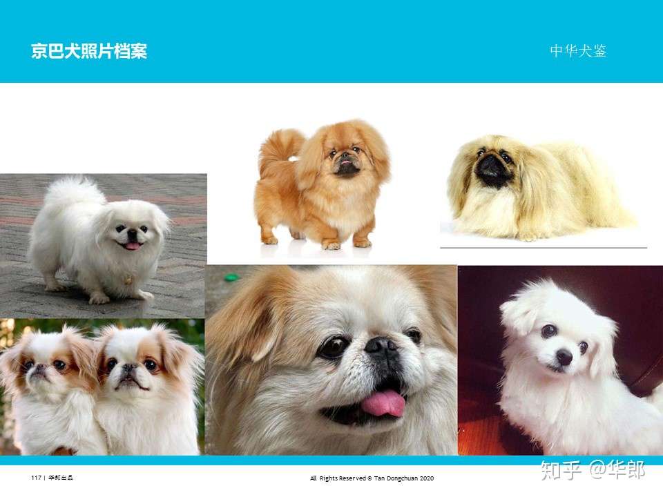 中华犬鉴 中国原生犬 土狗 分类 知乎