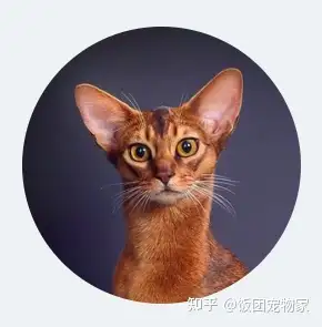 wcf阿比西尼亚猫官方品相评审标准