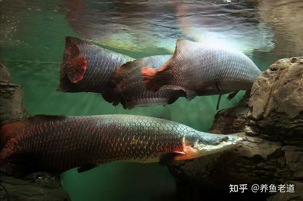 饲养肉食性中大型观赏鱼 有乐趣也有麻烦 很多鱼友将来都会遇到 知乎