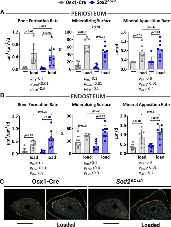 成骨細(xì)胞系細(xì)胞中的線粒體氧化應(yīng)激或自噬減少不足以模擬衰老對(duì)骨機(jī)械反應(yīng)性的有害影響 成骨細(xì)胞系細(xì)胞中的線粒體氧化應(yīng)激或自噬減少不足以模擬衰老對(duì)骨機(jī)械反應(yīng)性的有害影響