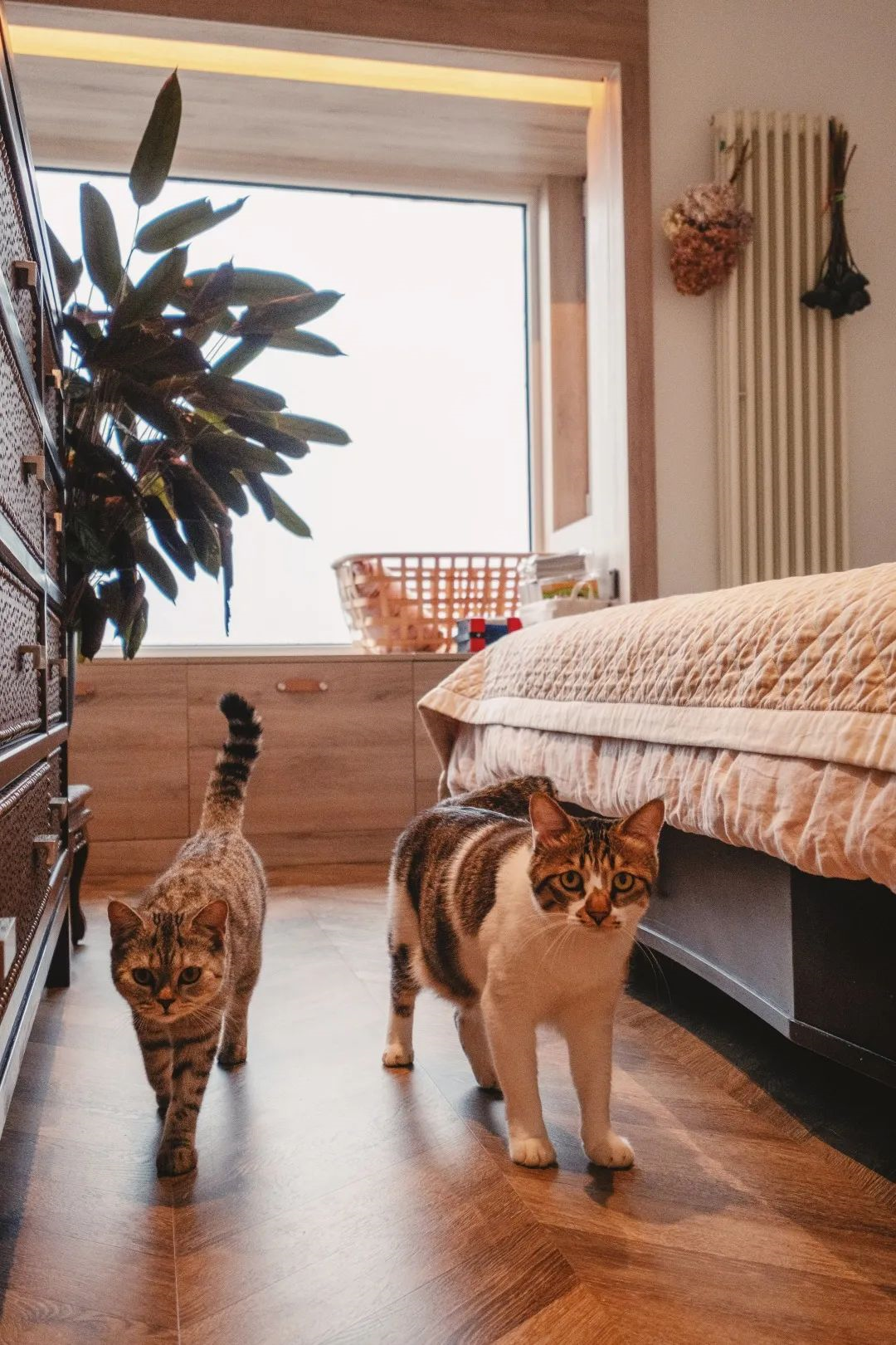 100㎡不规则户型，住一狗二猫三人，改出了豪华厨房和花房- 知乎