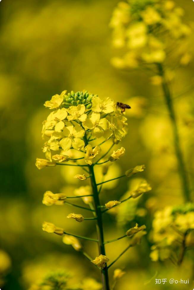 你知道吗 原来油菜花的花语和象征寓意是这样的 知乎