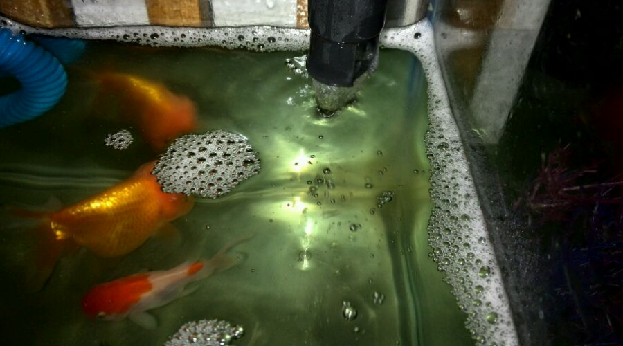 为什么我的鱼缸里总是有泡泡 三大原因 一个套路 全部搞定 知乎