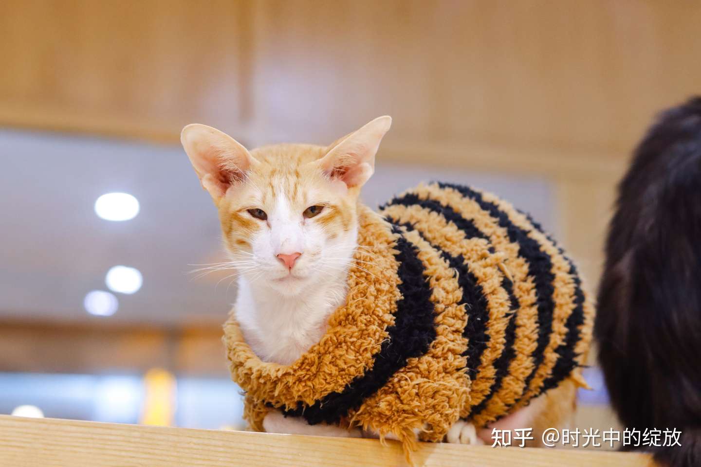 猫奴必看 中外猫咪品种大全 附精美剧照 知乎