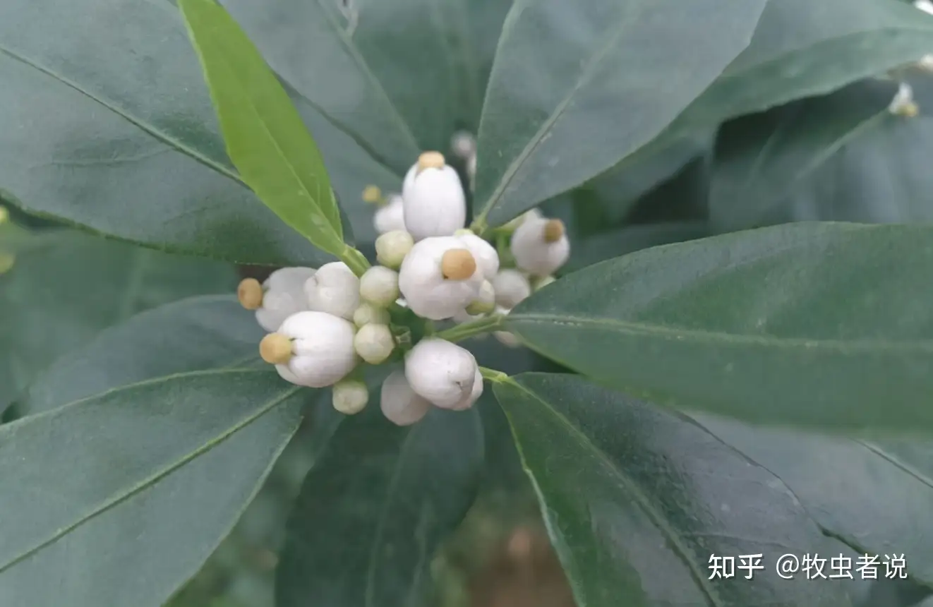 柑橘萌芽期喷矿物油 容易引起露柱花 露柱花到底如何预防 知乎