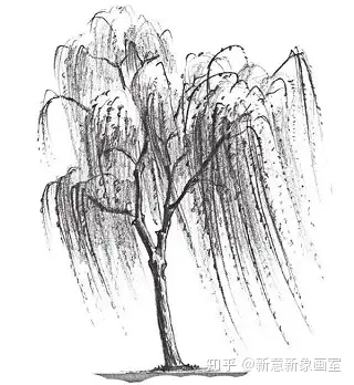 柳树的素描画法