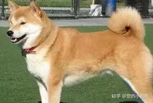如何区分大型犬 中型犬 小型犬 知乎