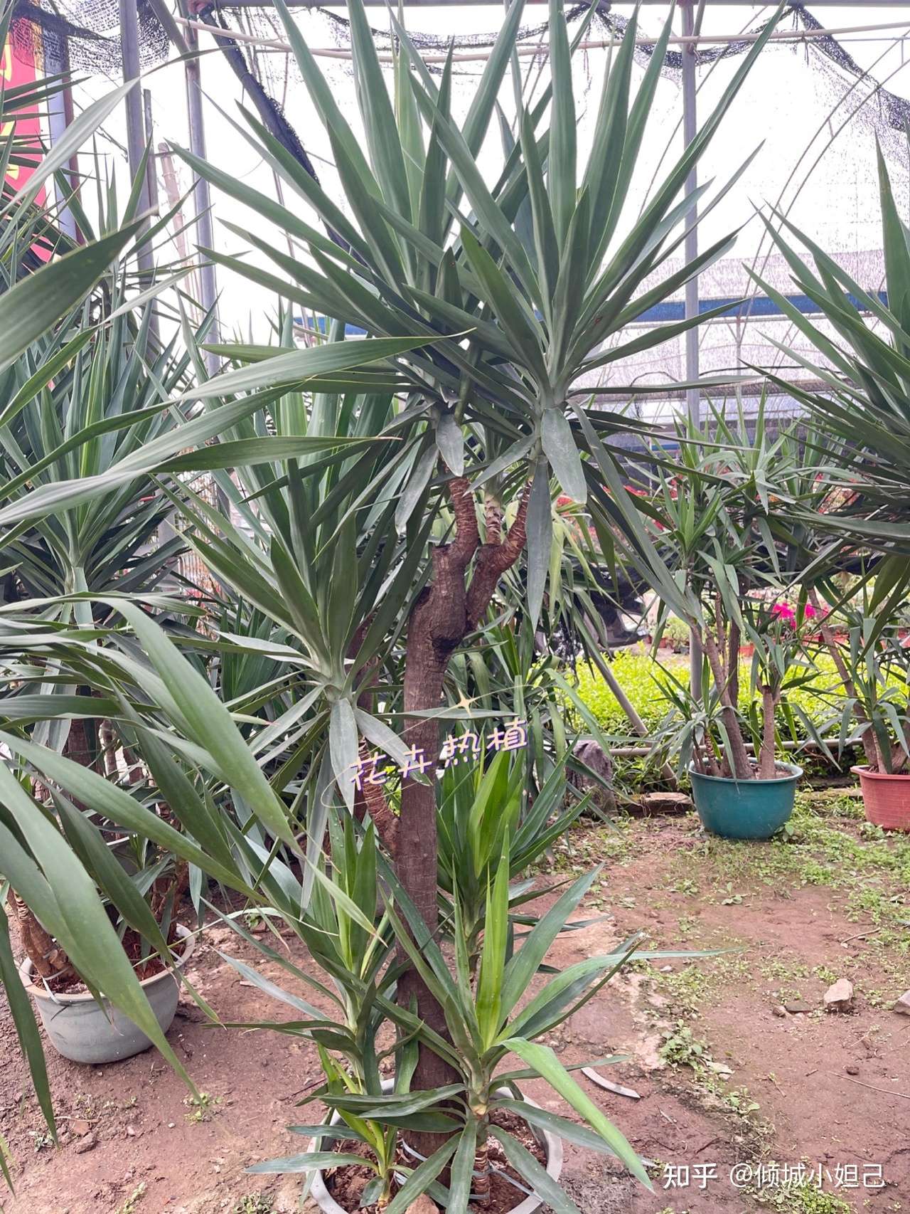 倾城小妲己 的想法: 荷兰铁又称巨丝兰,象脚丝兰,无刺丝兰,… - 知乎