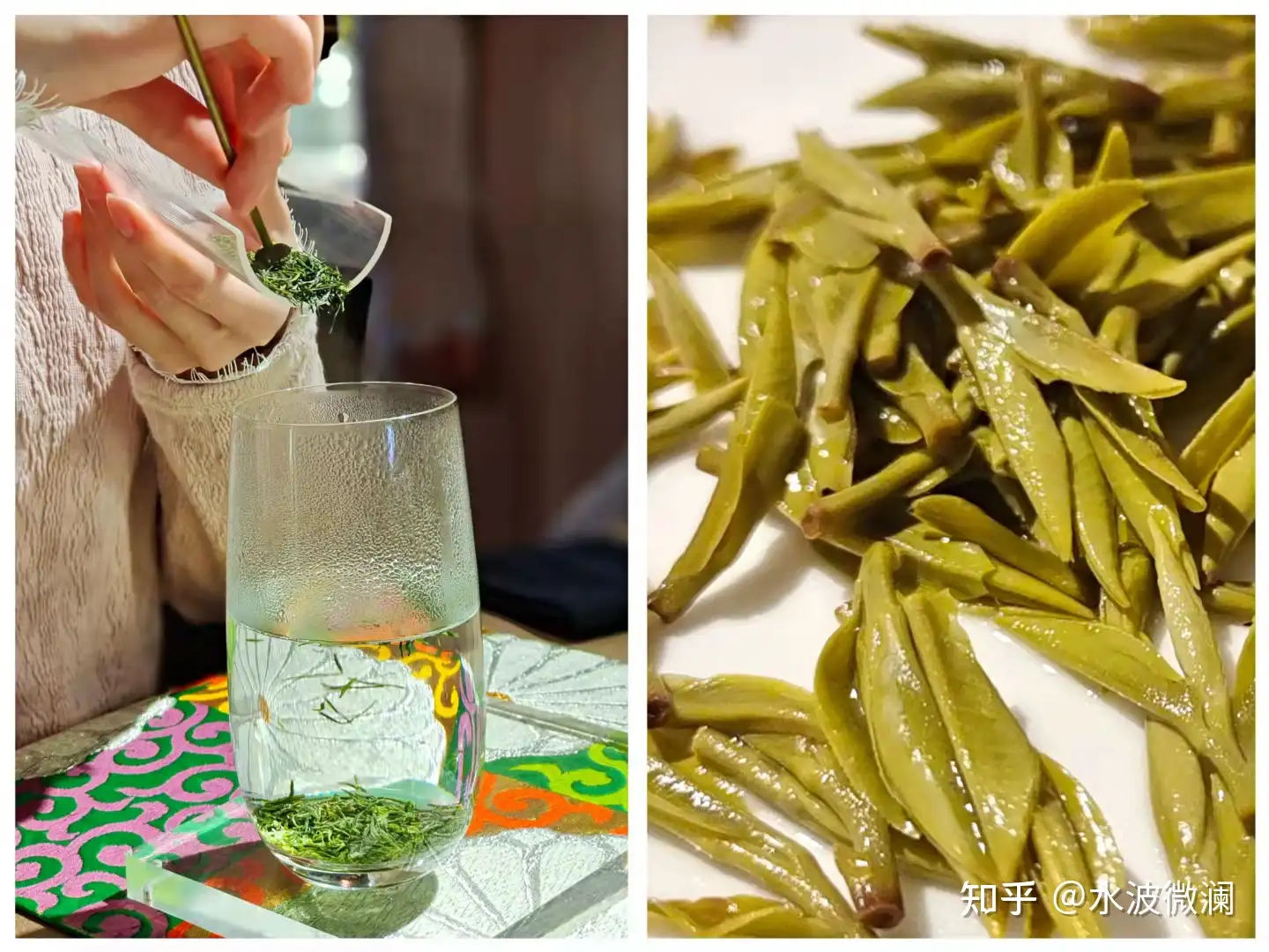 2023年新茶 中国茶 崂山緑茶