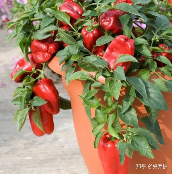 最适合盆栽的十种蔬菜，打造你的阳台小菜园！（适合盆栽的农作物）
