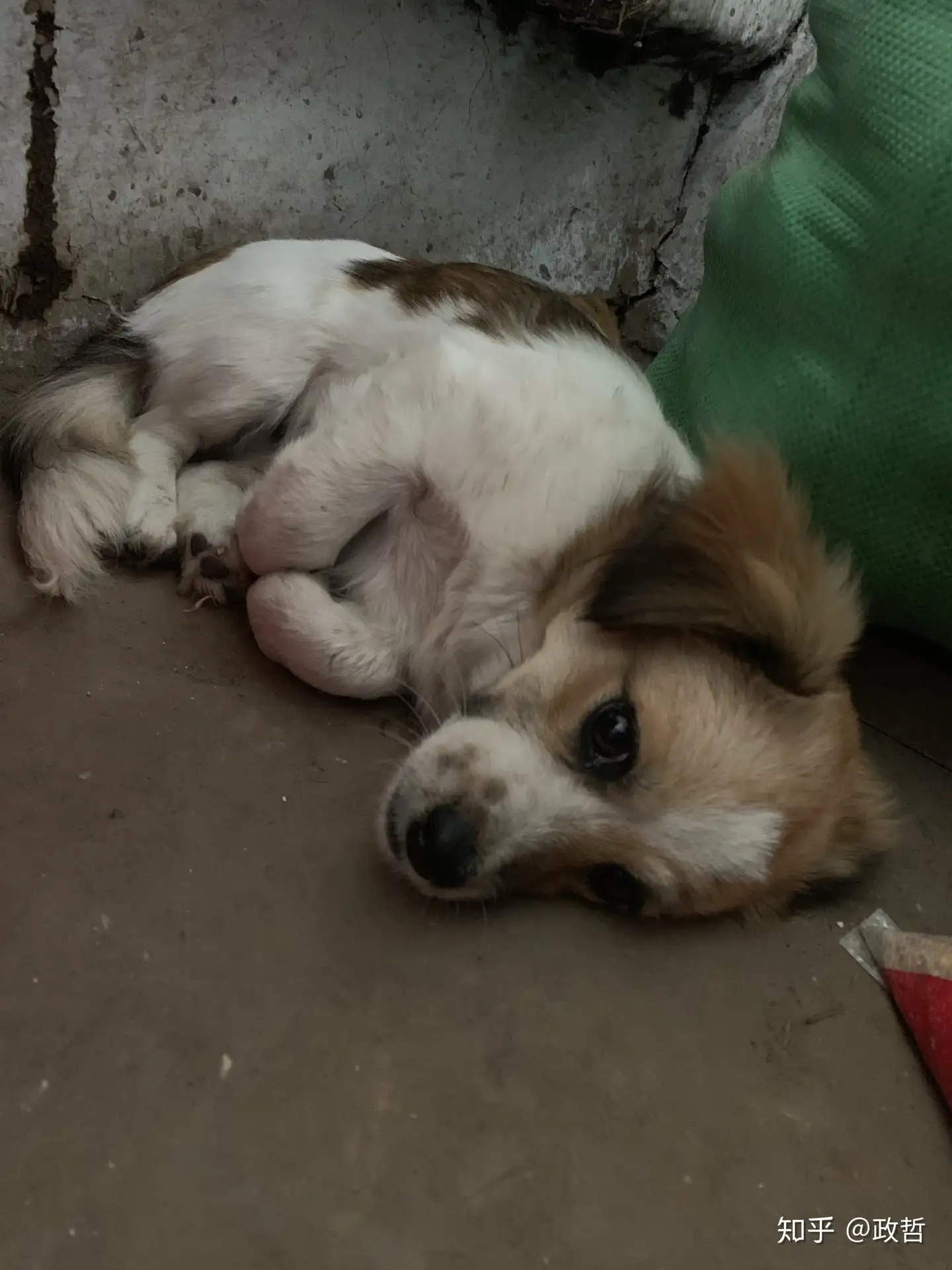 狗狗得了细小后痊愈 知乎