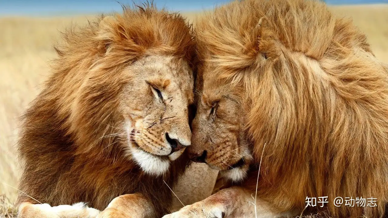 雄狮争夺统治权的时候 雌狮为什么不帮忙 知乎