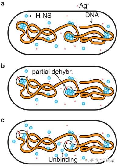 该技术可用来观察和跟踪在大肠杆菌体内的特定蛋白质