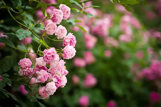 11种蔷薇花开 开的满架蔷薇一院香 知乎 11种蔷薇花开 开的满架蔷薇一院香 知乎