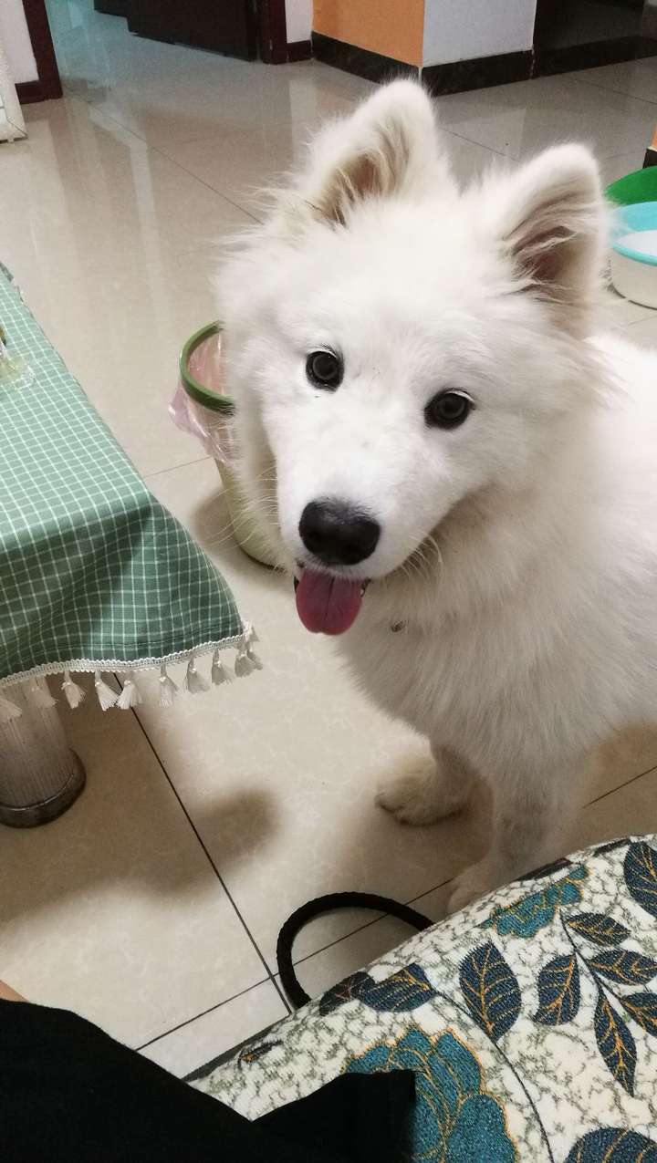 各位大神们,请问这是什么狗,从朋友家里抱回来的,说是萨摩耶,她妈妈