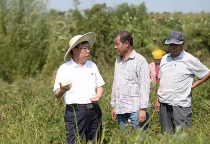 振东深耕道地中药材，共绘乡村振兴希望田野图