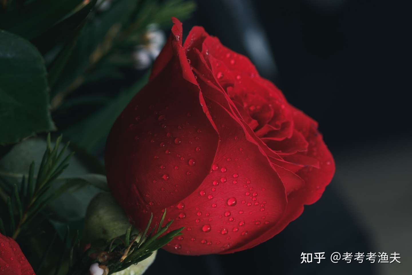 金句 关于玫瑰花的36句名言警句 超惊艳 知乎