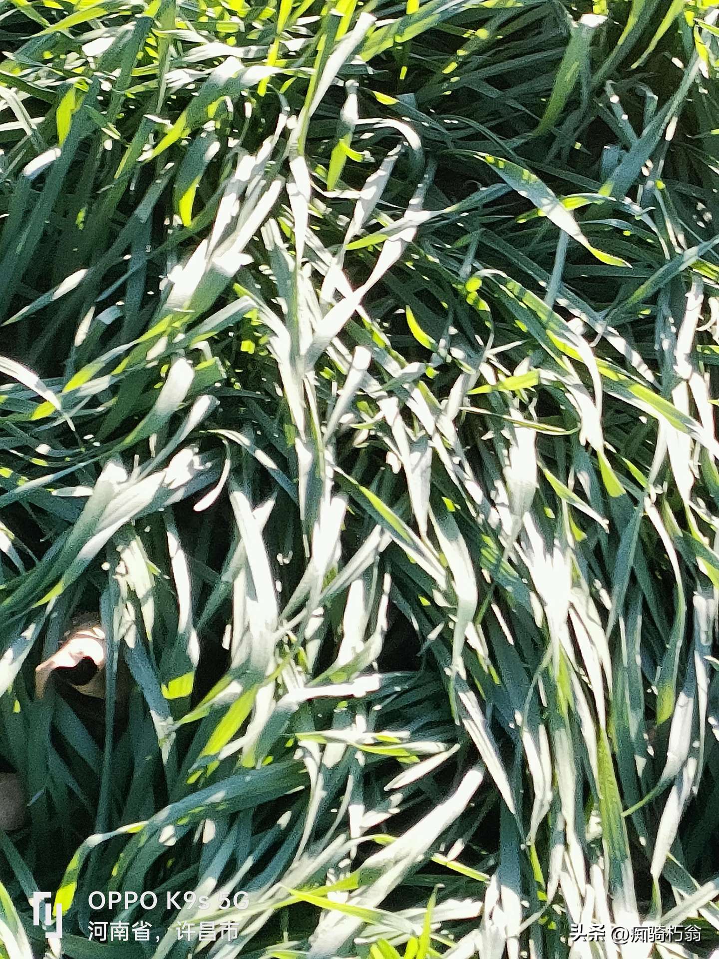 图片[6]-小麦生长关键期管理措施-乐学小窝