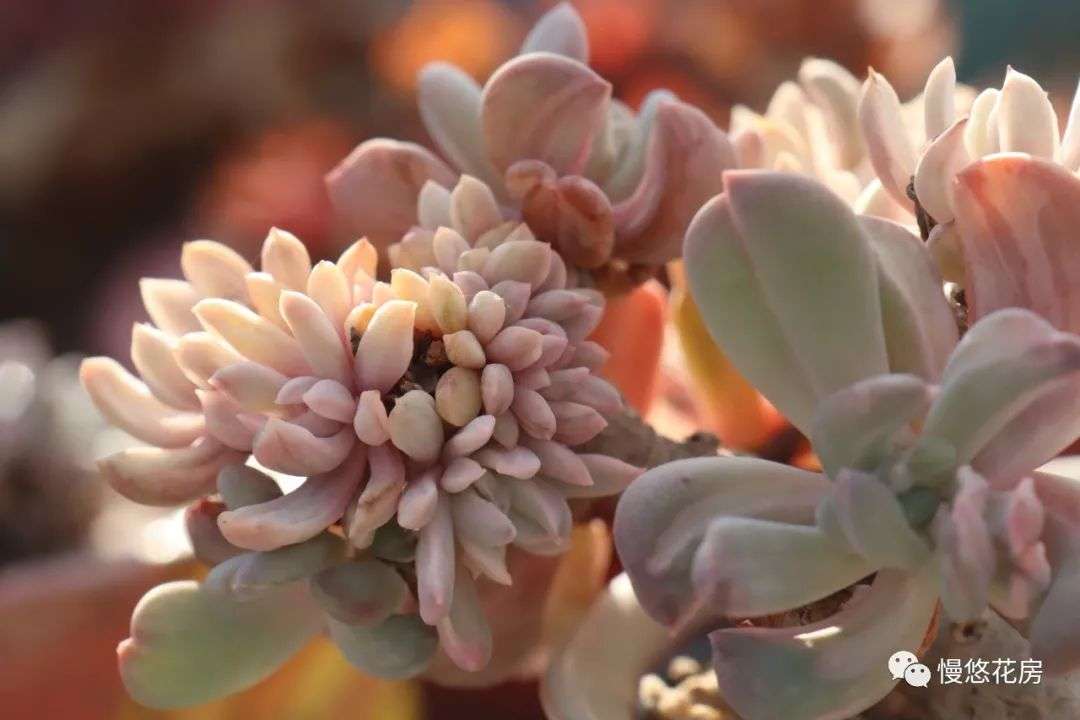 不一样的美 石化 知乎