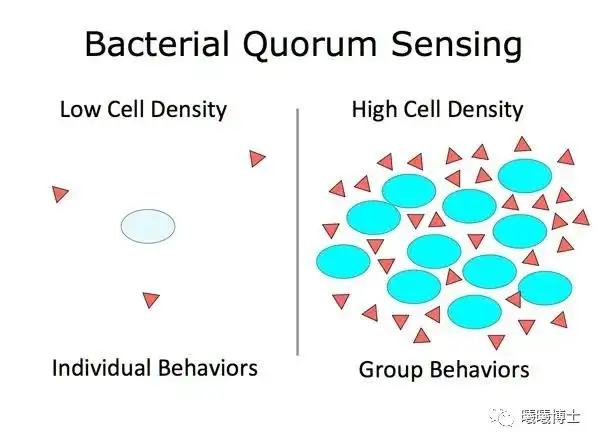 细菌的「群体感应」
