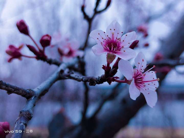 水桶无短板,这样的vivo S9你可满意?