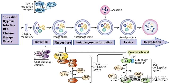 自噬过程图片