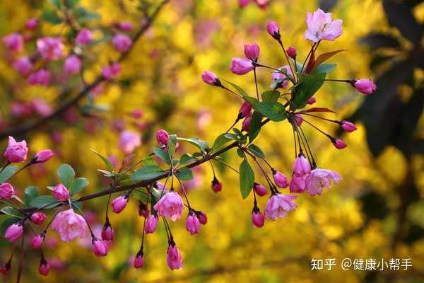 又是春游好时节 花粉过敏怎样防 知乎