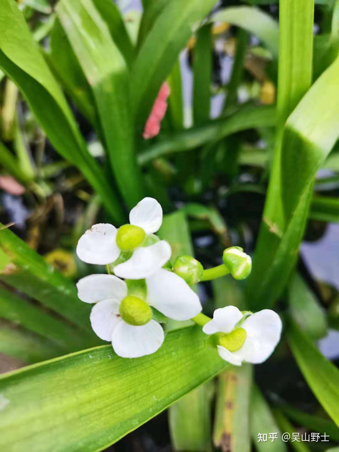 七绝 慈姑花 平水韵 知乎