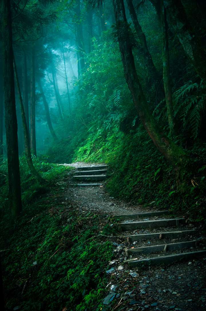 幽暗森林 风景图片